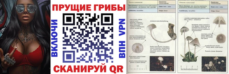 shop состав  где найти наркотики  Ачинск  Галлюциногенные грибы GOLDEN TEACHER 